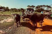 Cambodia, Ox Cart Ride